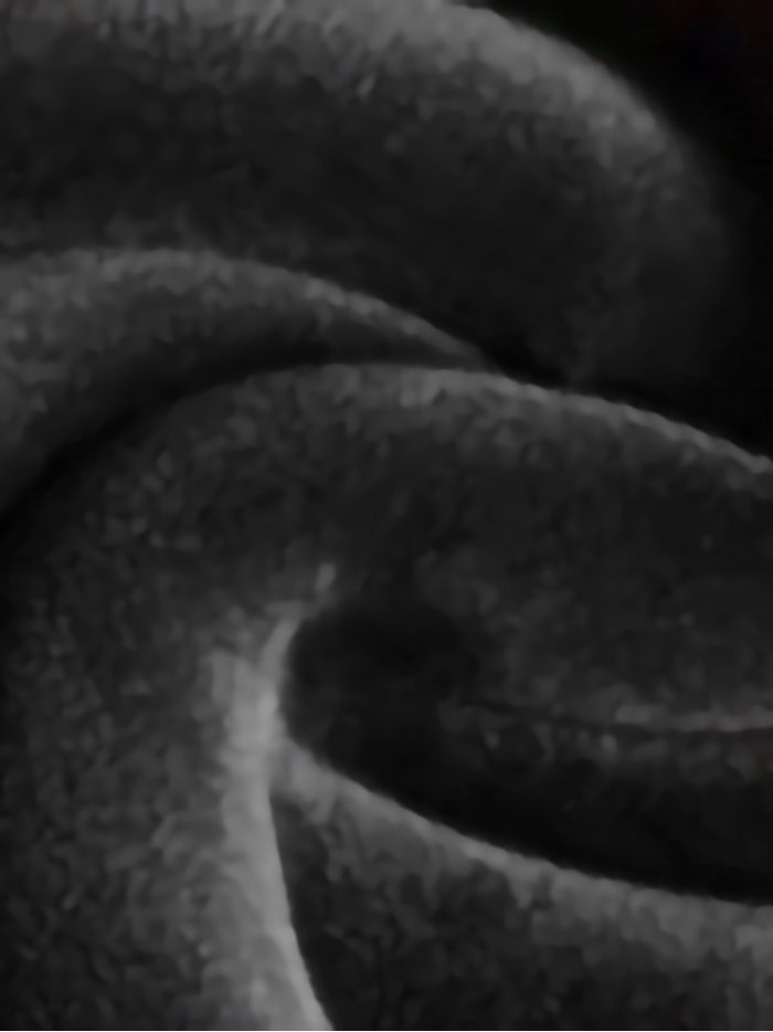 Leggings térmicos polar 800 deniers